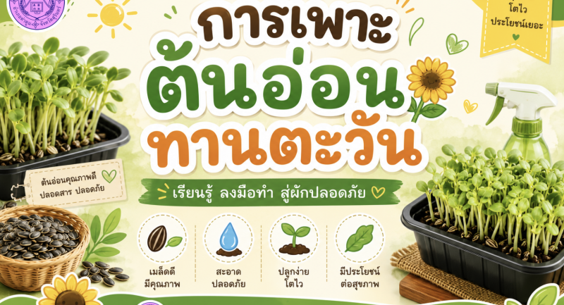 การปลูกต้นอ่อนทานตะวัน