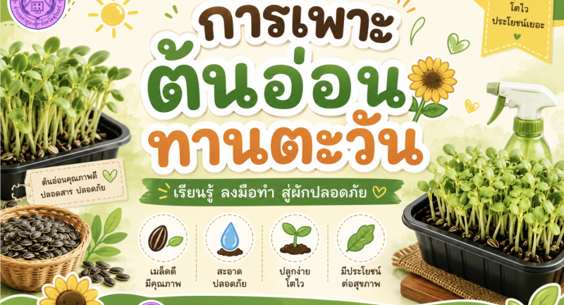 การเพาะต้นอ่อนทานตะวัน